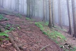2024-06-15_PTRF_Podbrdo_Trail_Running_Festival_-_20240615_080943