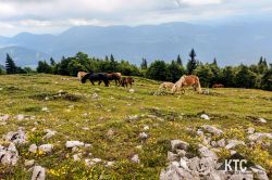 2024-06-15_PTRF_Podbrdo_Trail_Running_Festival_-_20240615_152818