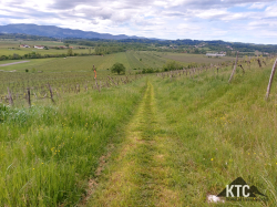 2025-04-25_Ultratrail_Vipava_Valley_UTVV_-_20250426_115338