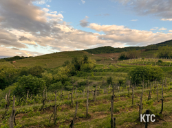 2025-04-25_Ultratrail_Vipava_Valley_UTVV_-_IMG_2844