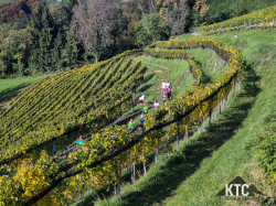 2025-10-18_Südsteirischer_Terrassenlauf_-_20251018_113923
