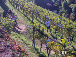 2025-10-18_Südsteirischer_Terrassenlauf_-_20251018_1144140