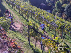 2025-10-18_Südsteirischer_Terrassenlauf_-_20251018_114415